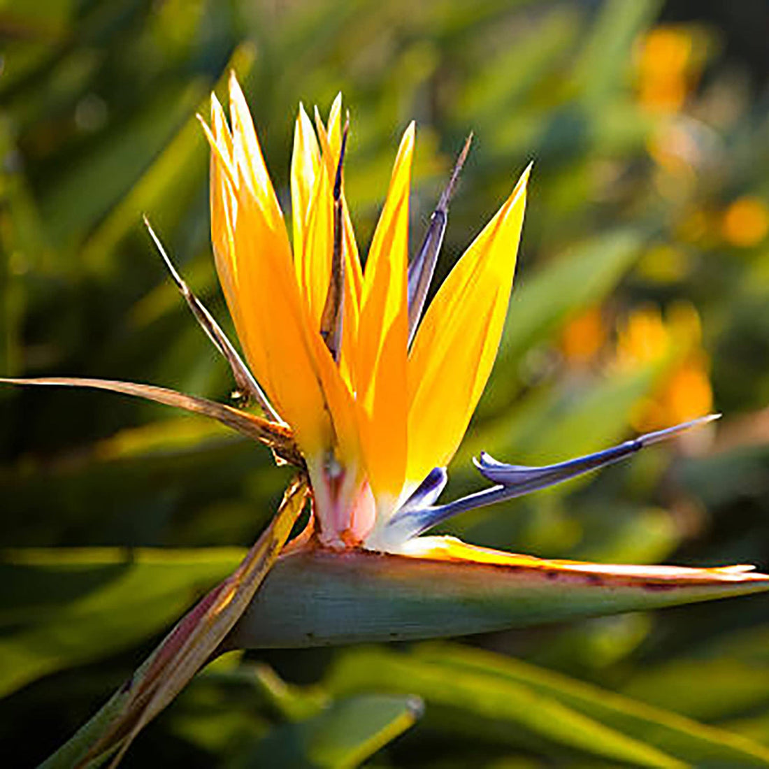 Yellow Strelitzia flower seeds