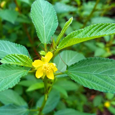 Green Manchurian flower seeds