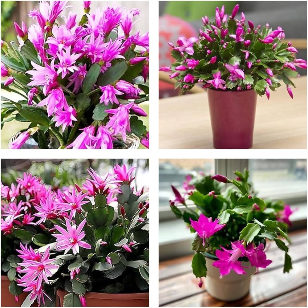 Violet Schlumbergera flower seeds