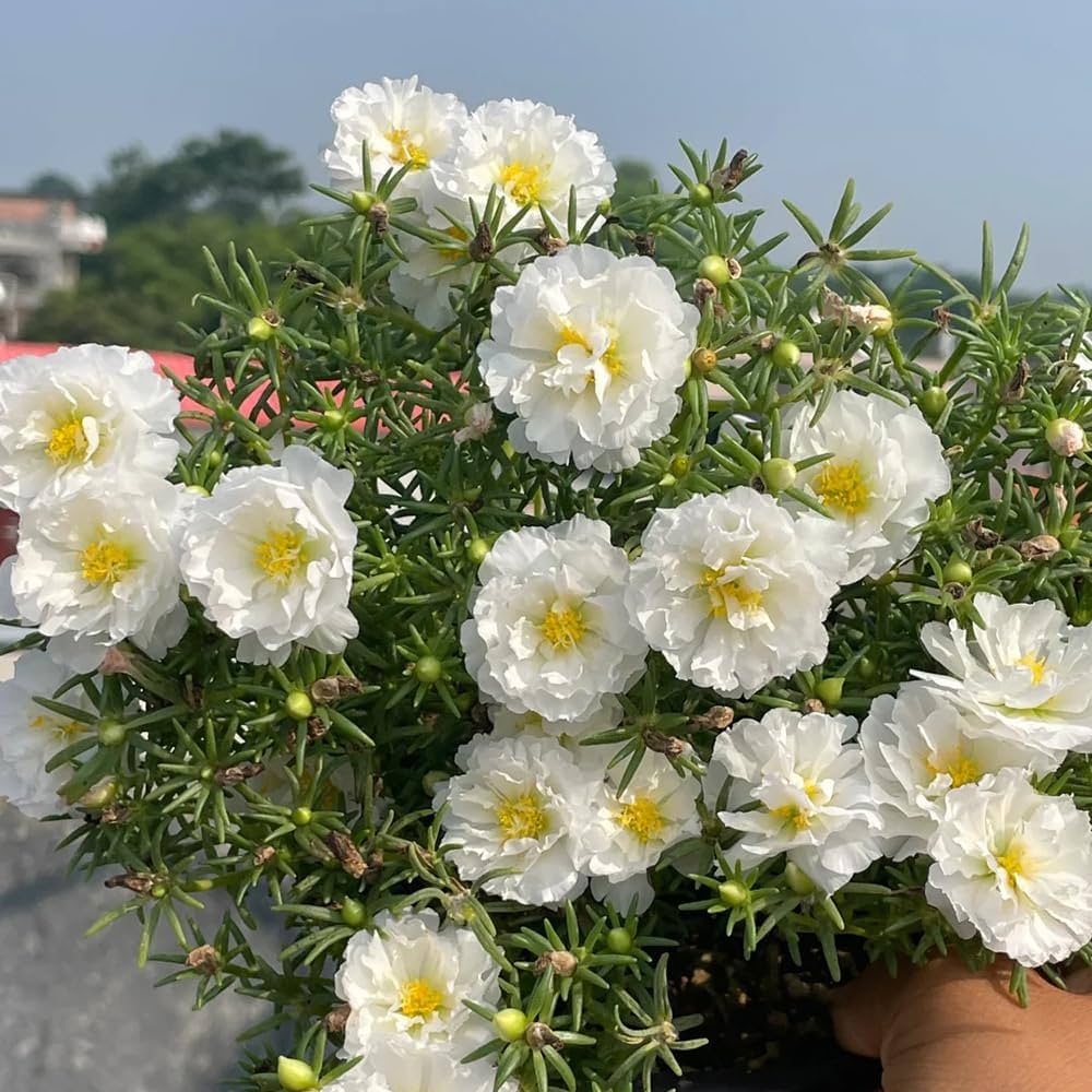 White Portulaca flower seeds
