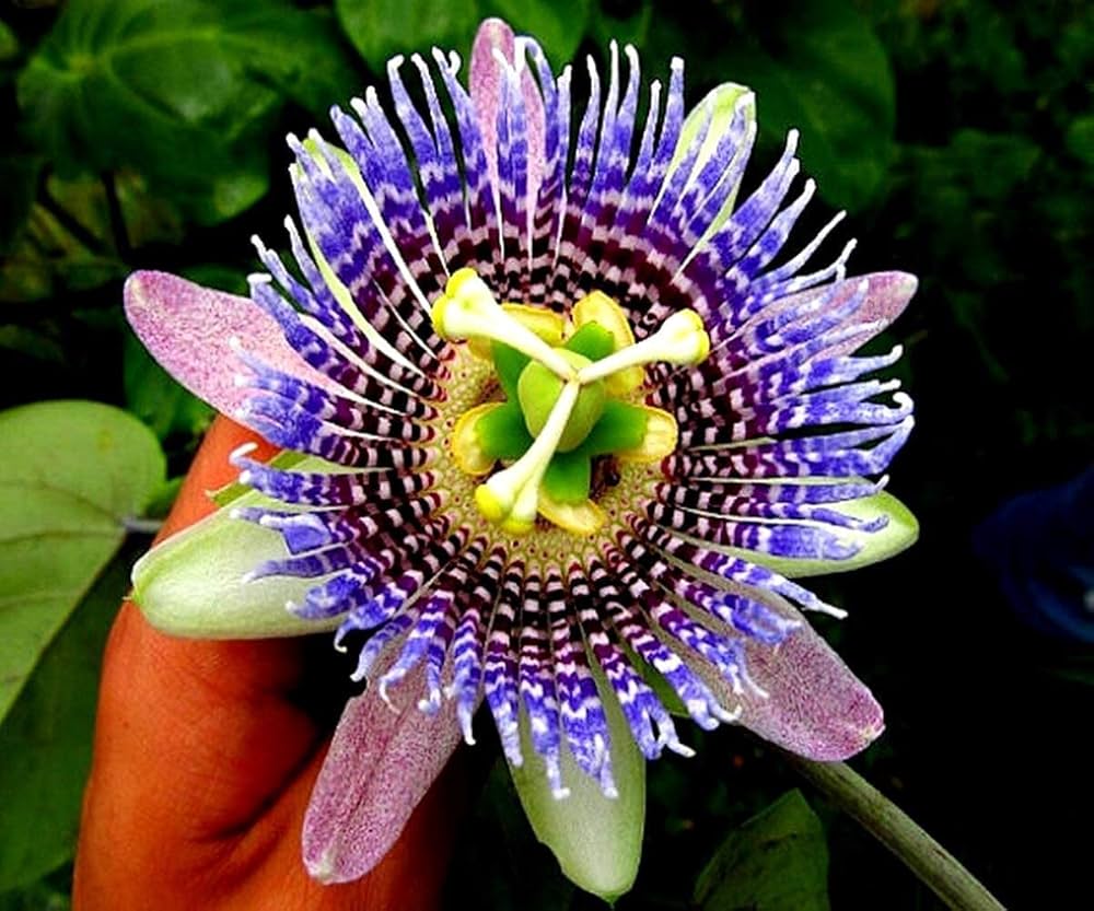 Passionflower Passiflora flower seeds