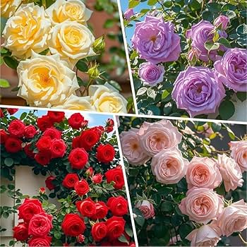 Colour Home flower seeds