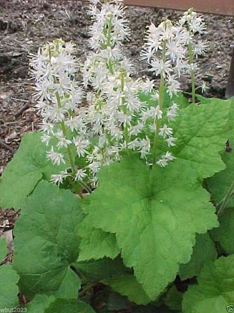 Foam flower seeds