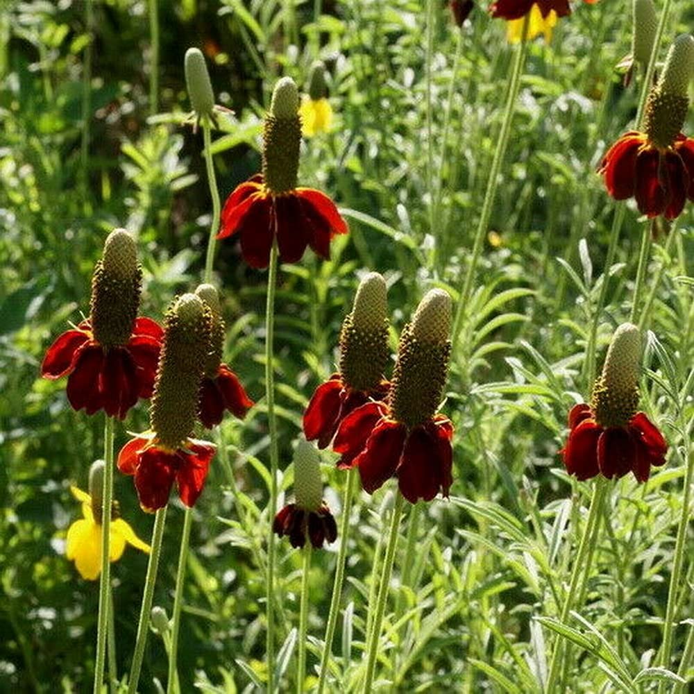 Ratibida Columnaris flower seeds