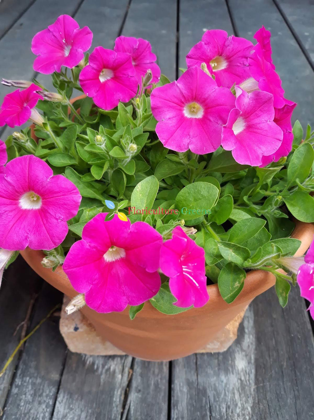 Celebrity Niagara flower seeds
