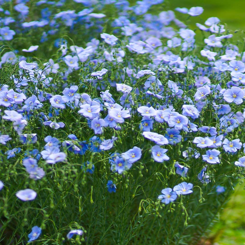 Flax flower seeds