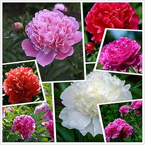 Peony Suffruticosa flower seeds