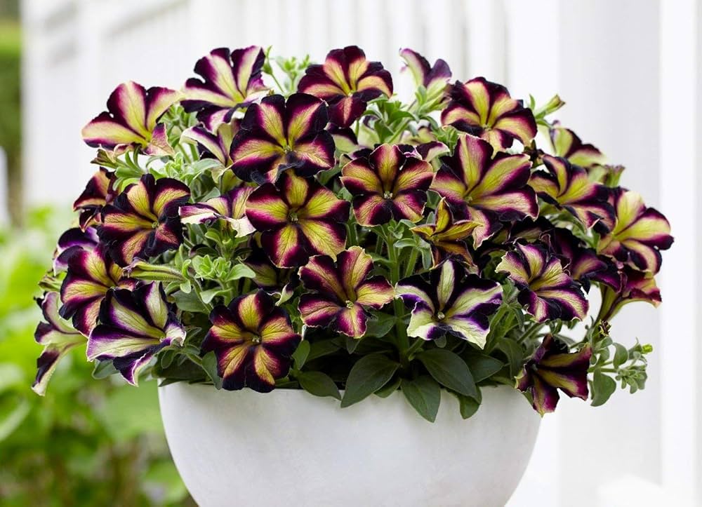 Ultra Plum flower seeds