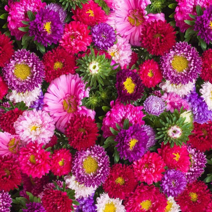 Ostrich Plume flower seeds