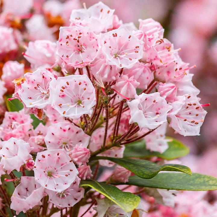 Pink Laurel flower seeds