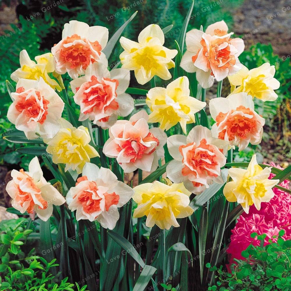 Jonquil flower seeds