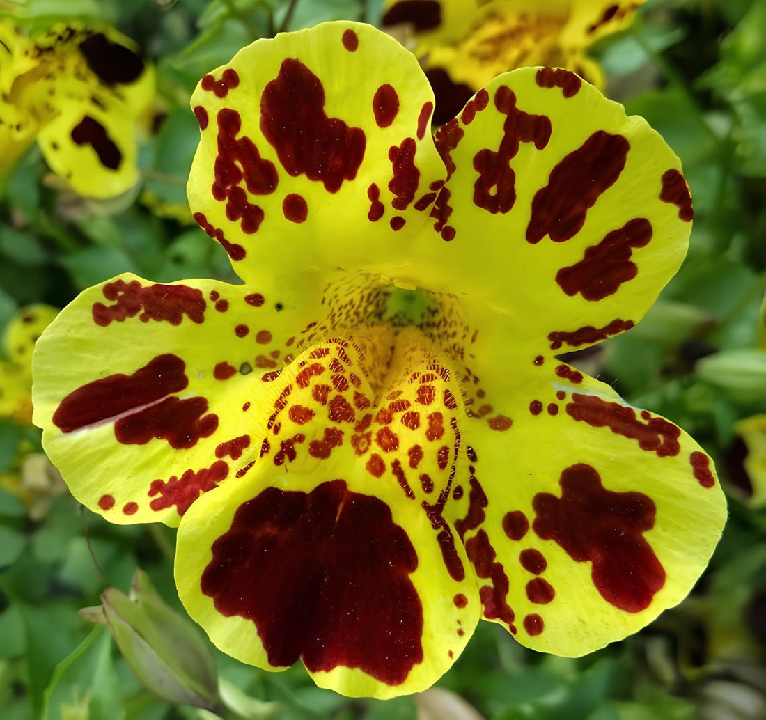 Mimulus flower seeds