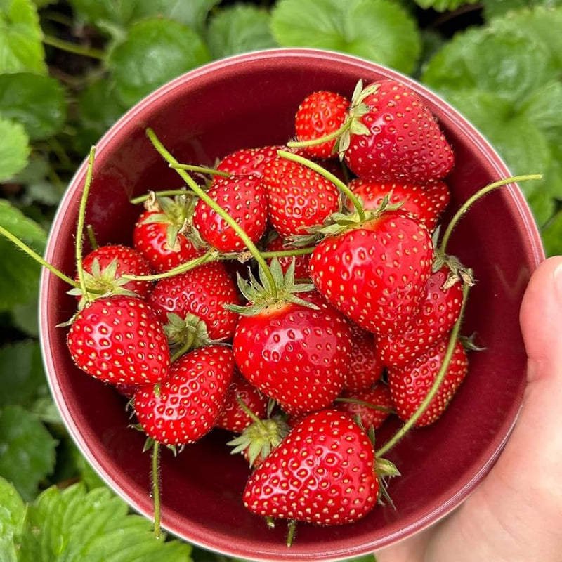 Strawberry Fruit Seeds for Planting – Heirloom Non-GMO Garden Seeds