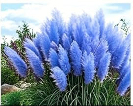 Blue Pampas Grass plant