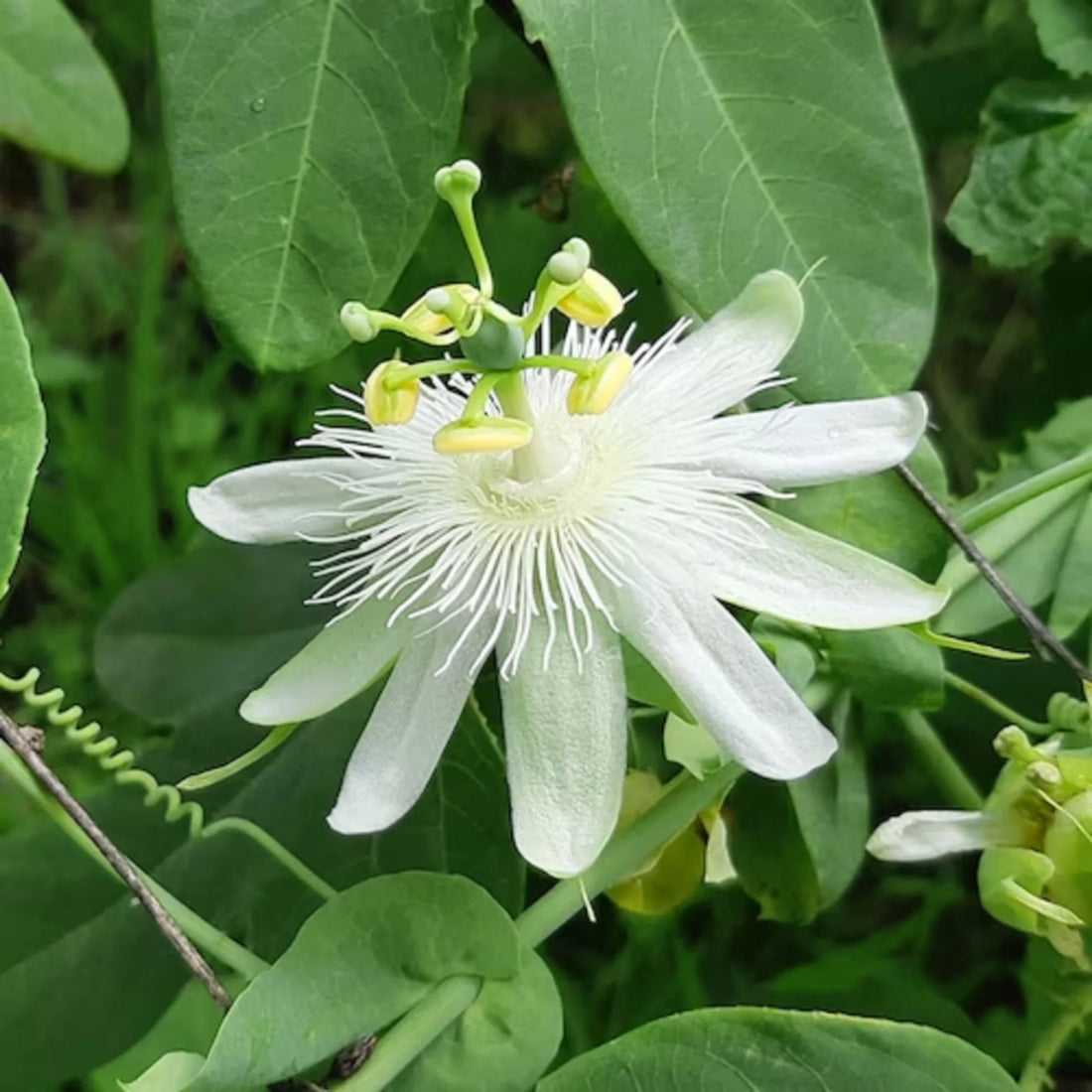 White Passiflora flower seeds
