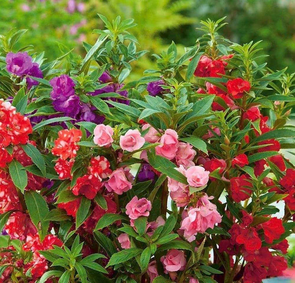 Balsam Camellia flower seeds