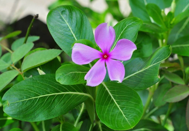 Vinca Flower Seeds for Planting – Heirloom Non-GMO Garden Seeds