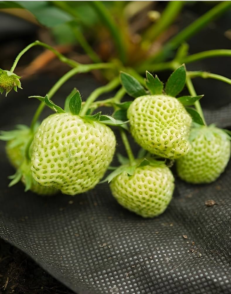 Green Strawberry Fruit Seeds – Heirloom Non-GMO Garden Seeds