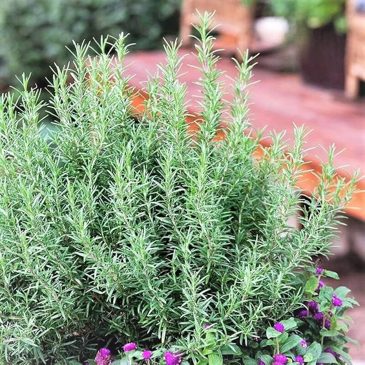 Rosemary flower seeds