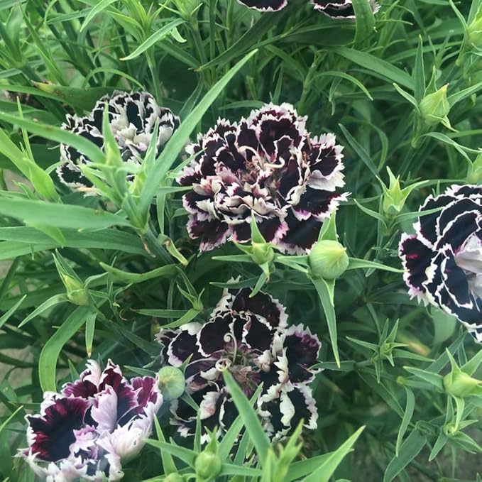 Black And flower seeds