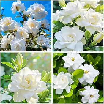 Green White flower seeds