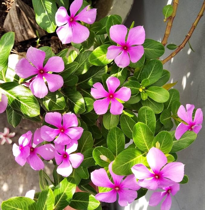 Vinca flower seeds
