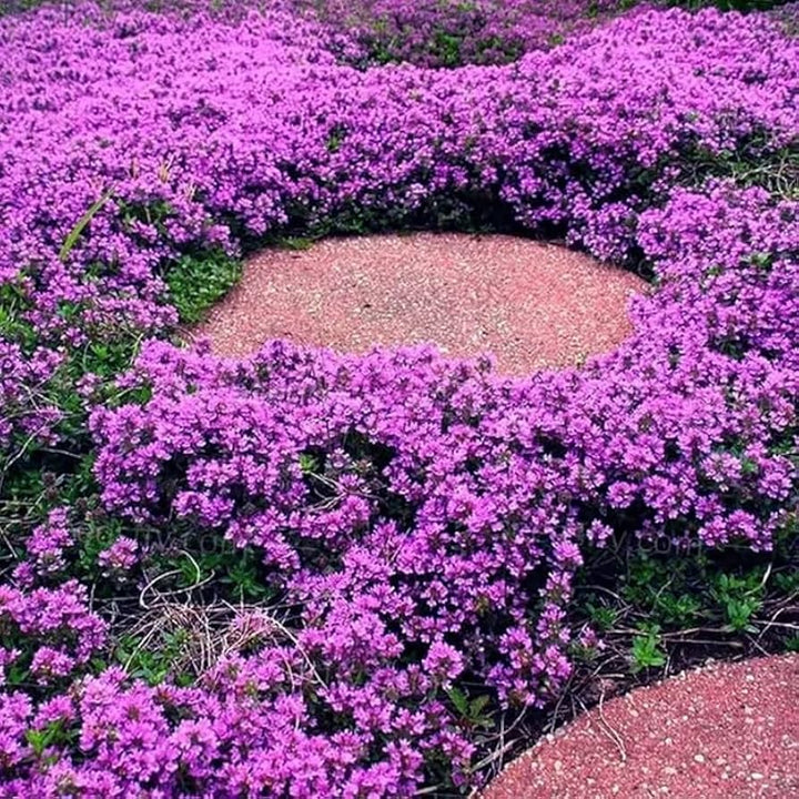 Creeping Thyme flower seeds