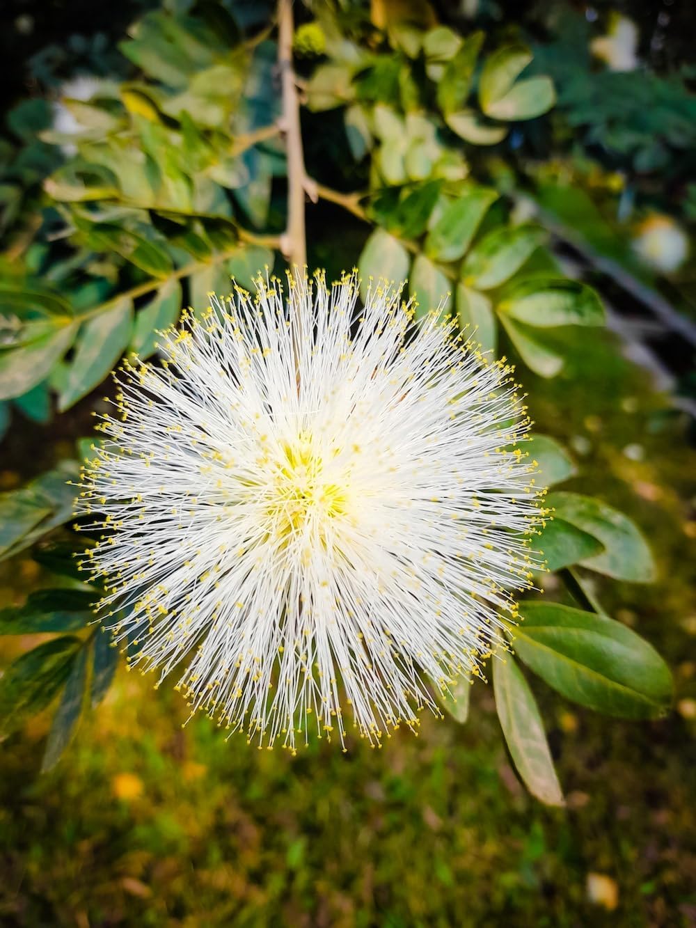 Mimosa flower seeds