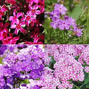 Phlox flower seeds