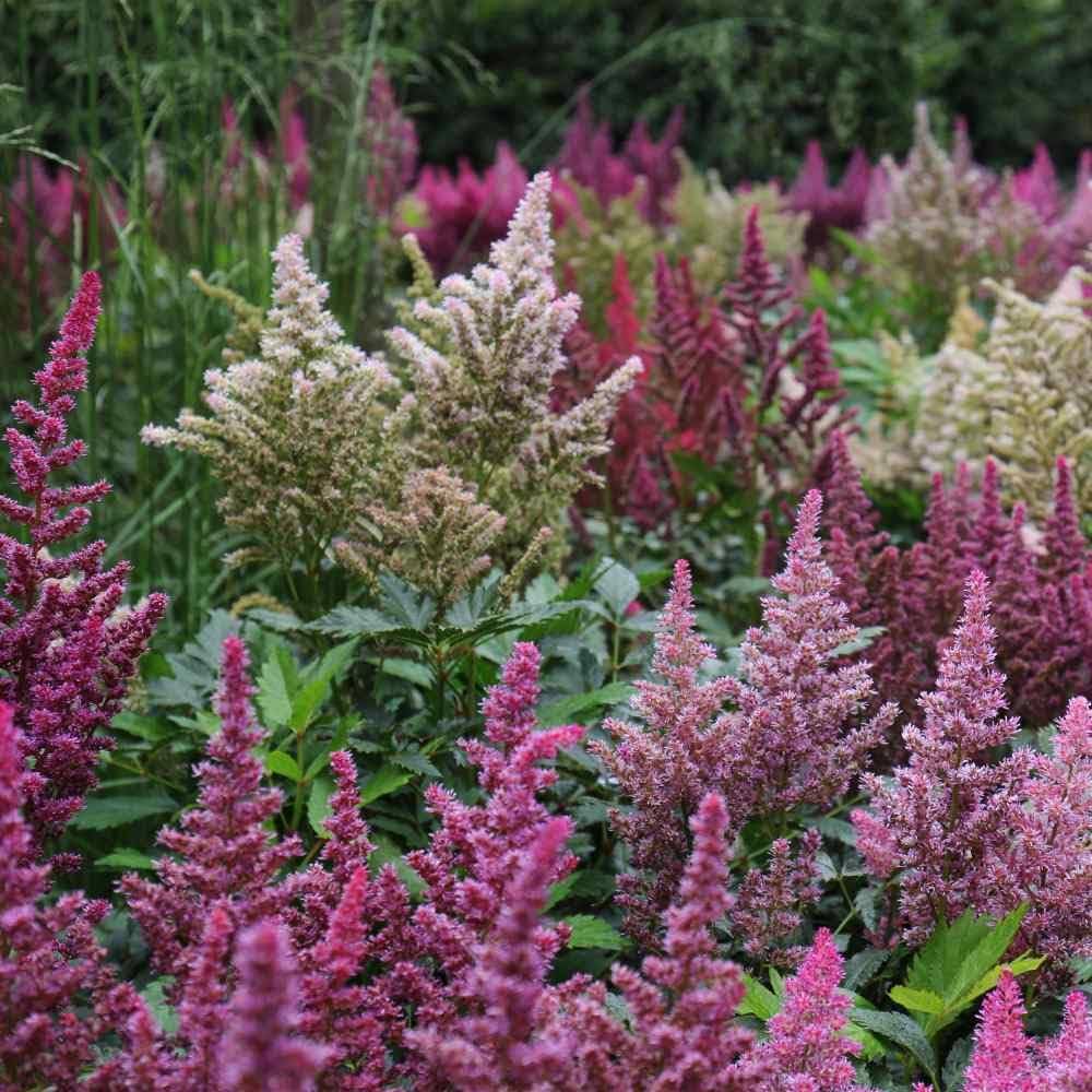 Green Astilbe flower seeds