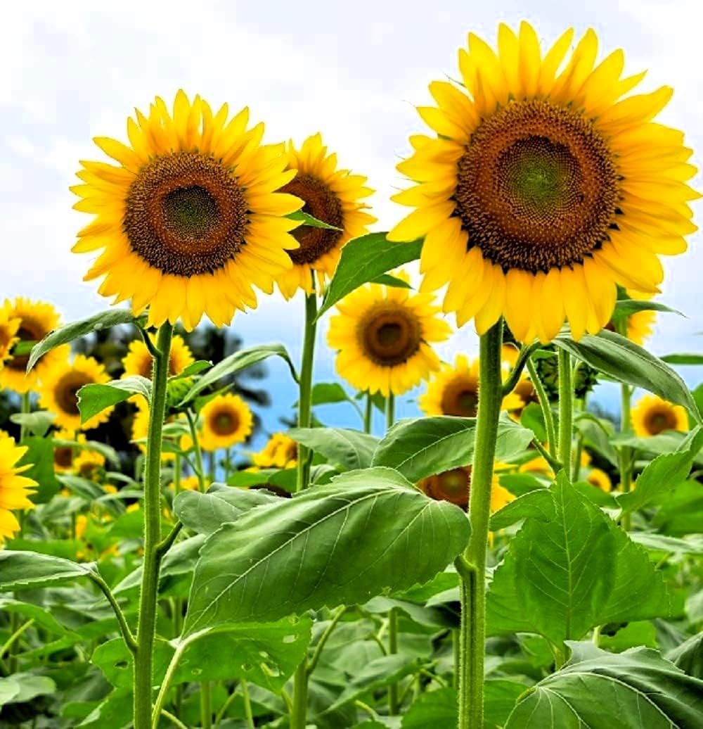 Sunflower flower seeds