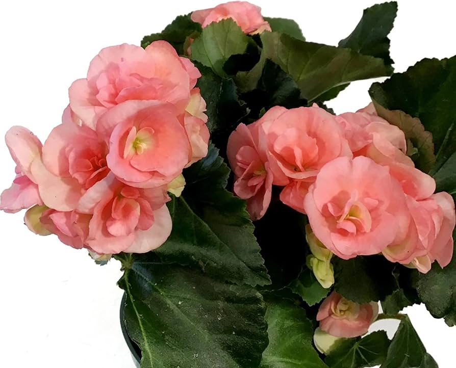 Begonia Pralinen flower seeds