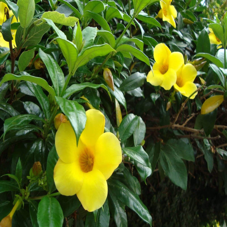 Drought-Tolerant Allamanda plant