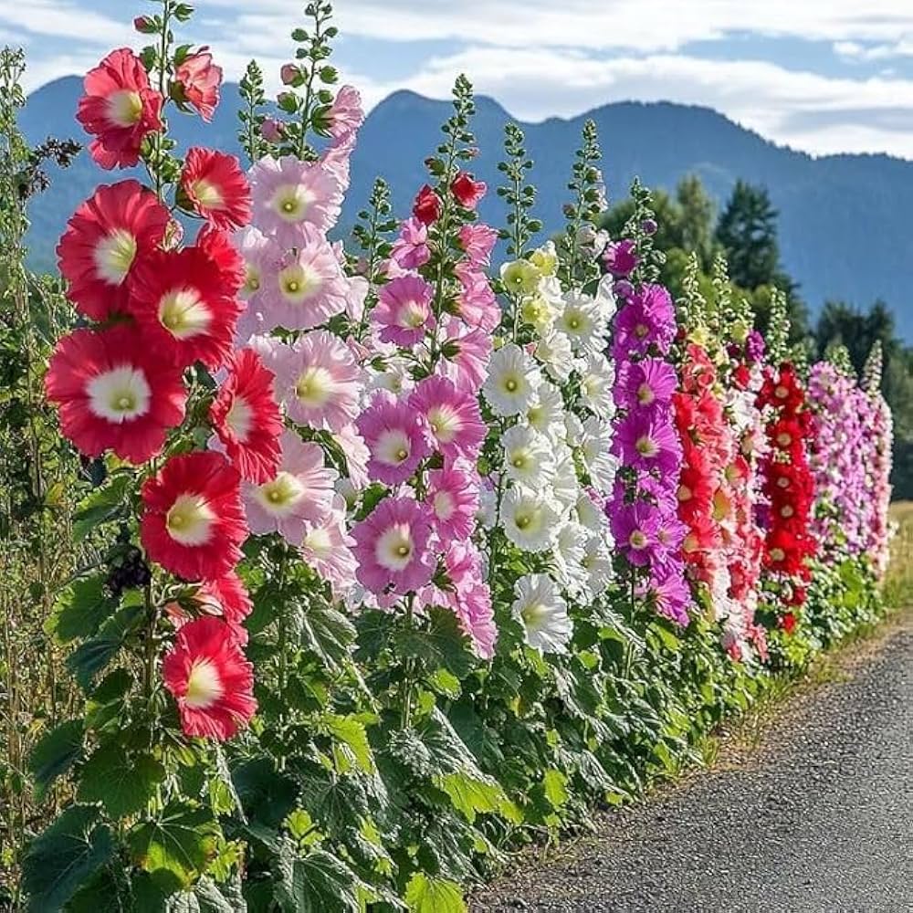 Hollyhock flower seeds