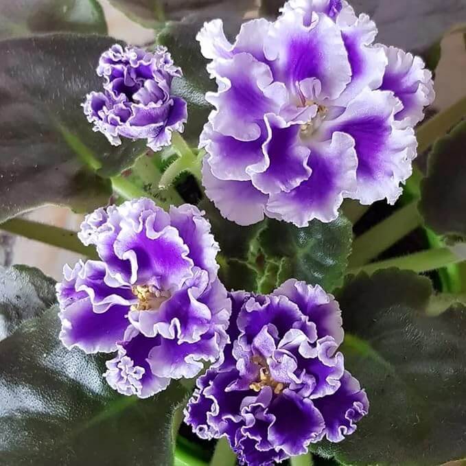 Purple African Violet plant
