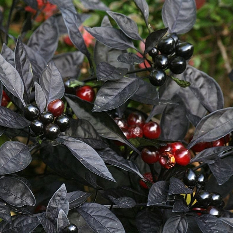 Hawk Ornamental Pepper plant