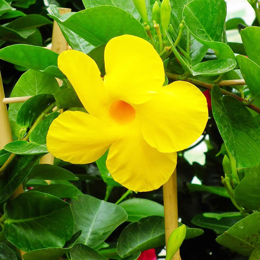 Yellow Mandevilla flower seeds
