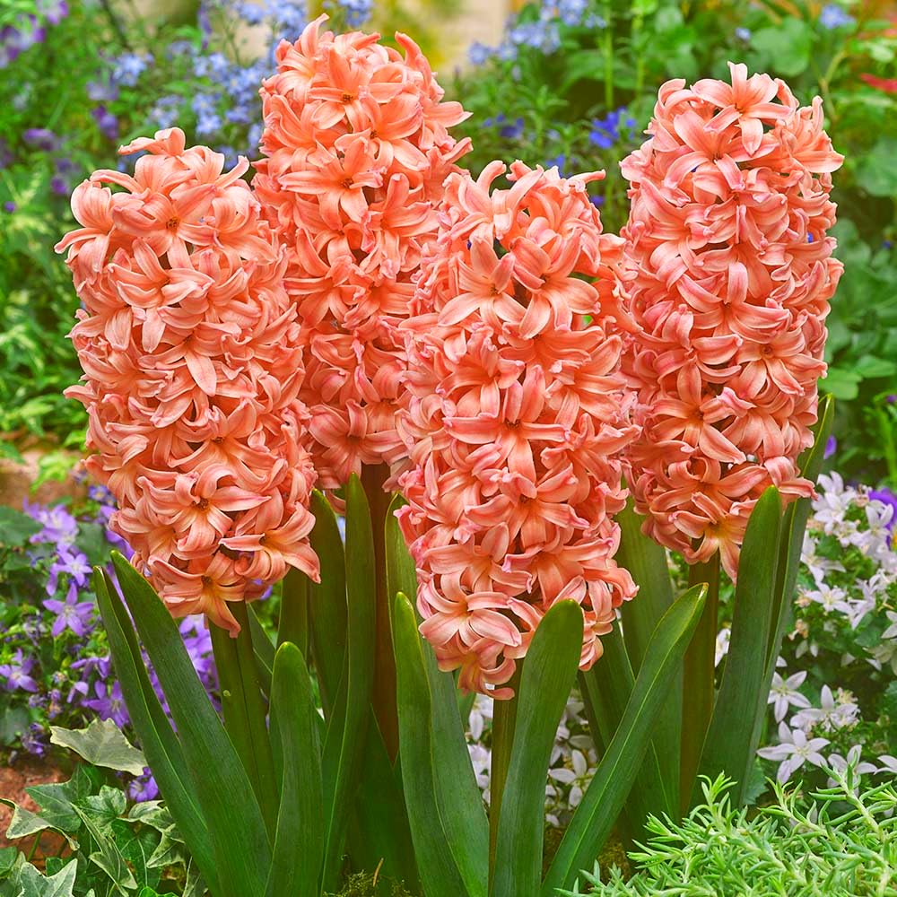 Orange Higanbana flower seeds