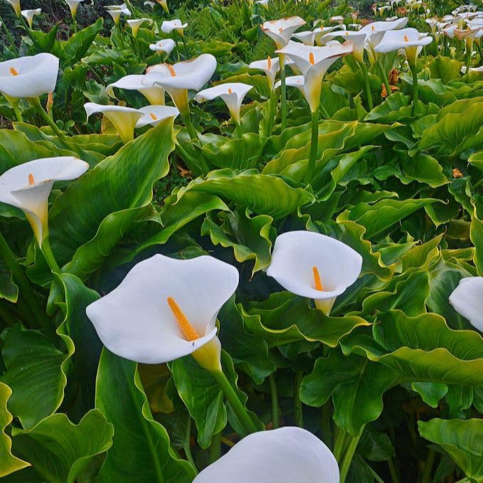 Calla flower seeds