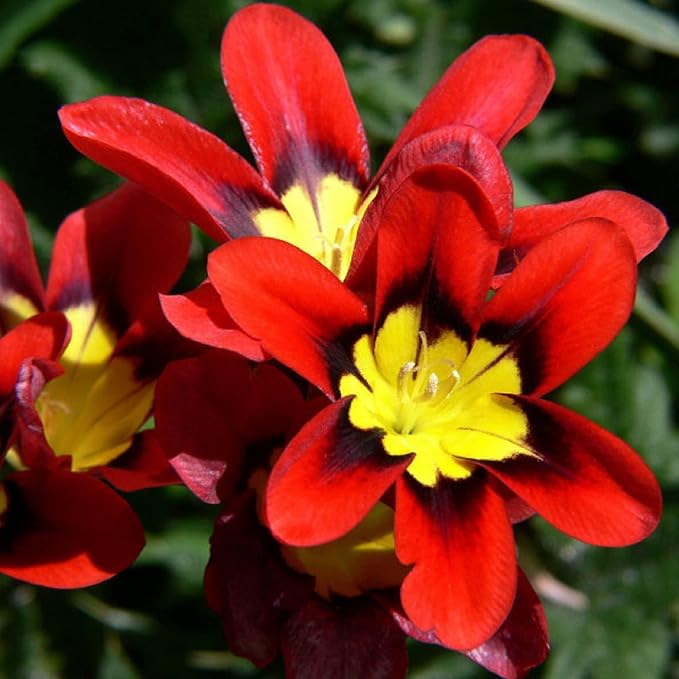 Harlequin flower seeds