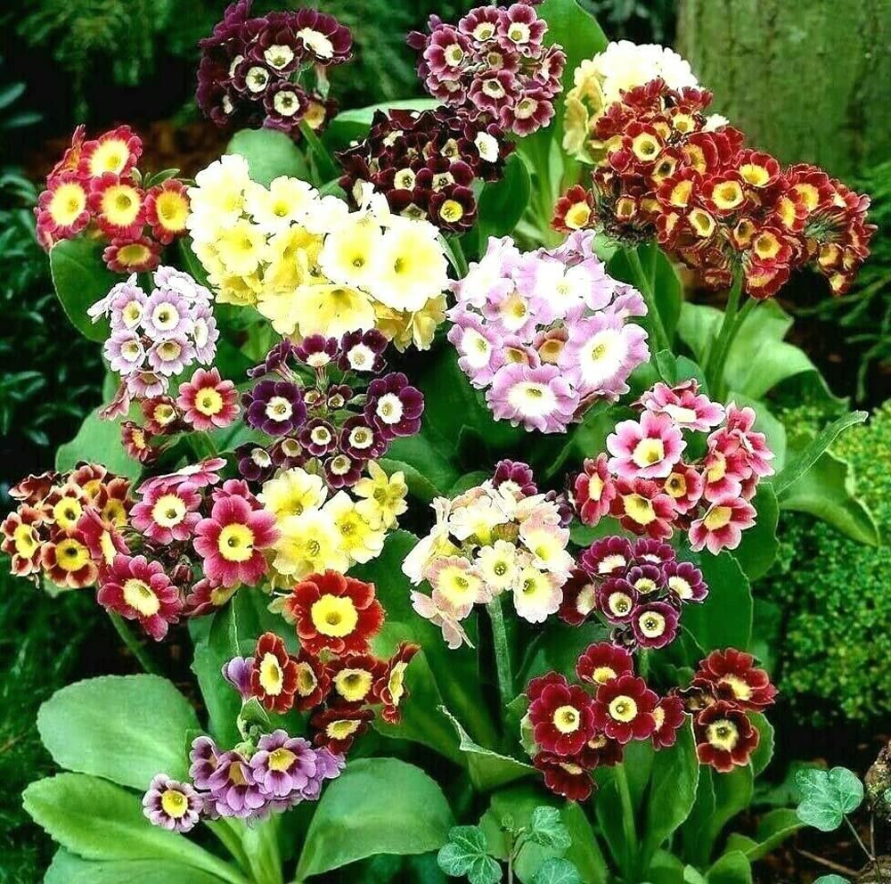 Auricula Primrose plant