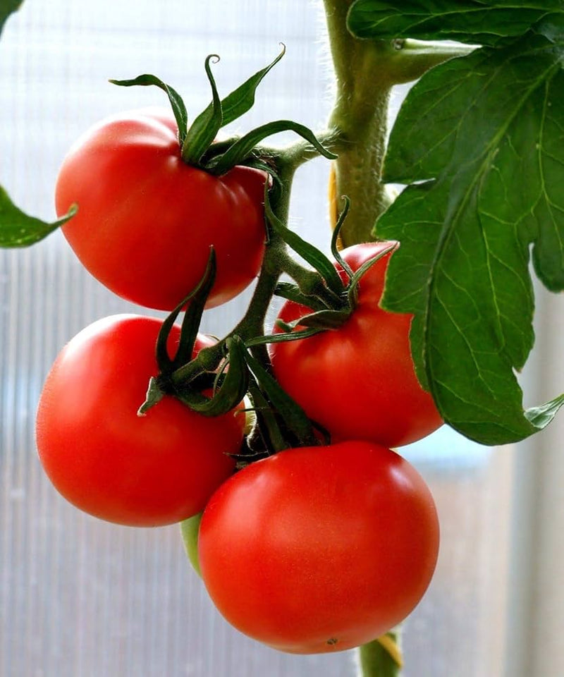 Homestead Tomato Vegetable Seeds for Planting – Heirloom Non-GMO Garden Seeds