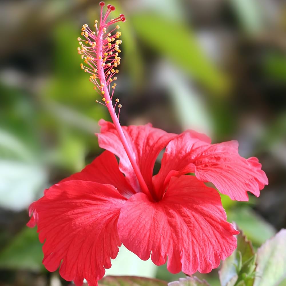 Hibiscus Rosa-Sinensis flower seeds