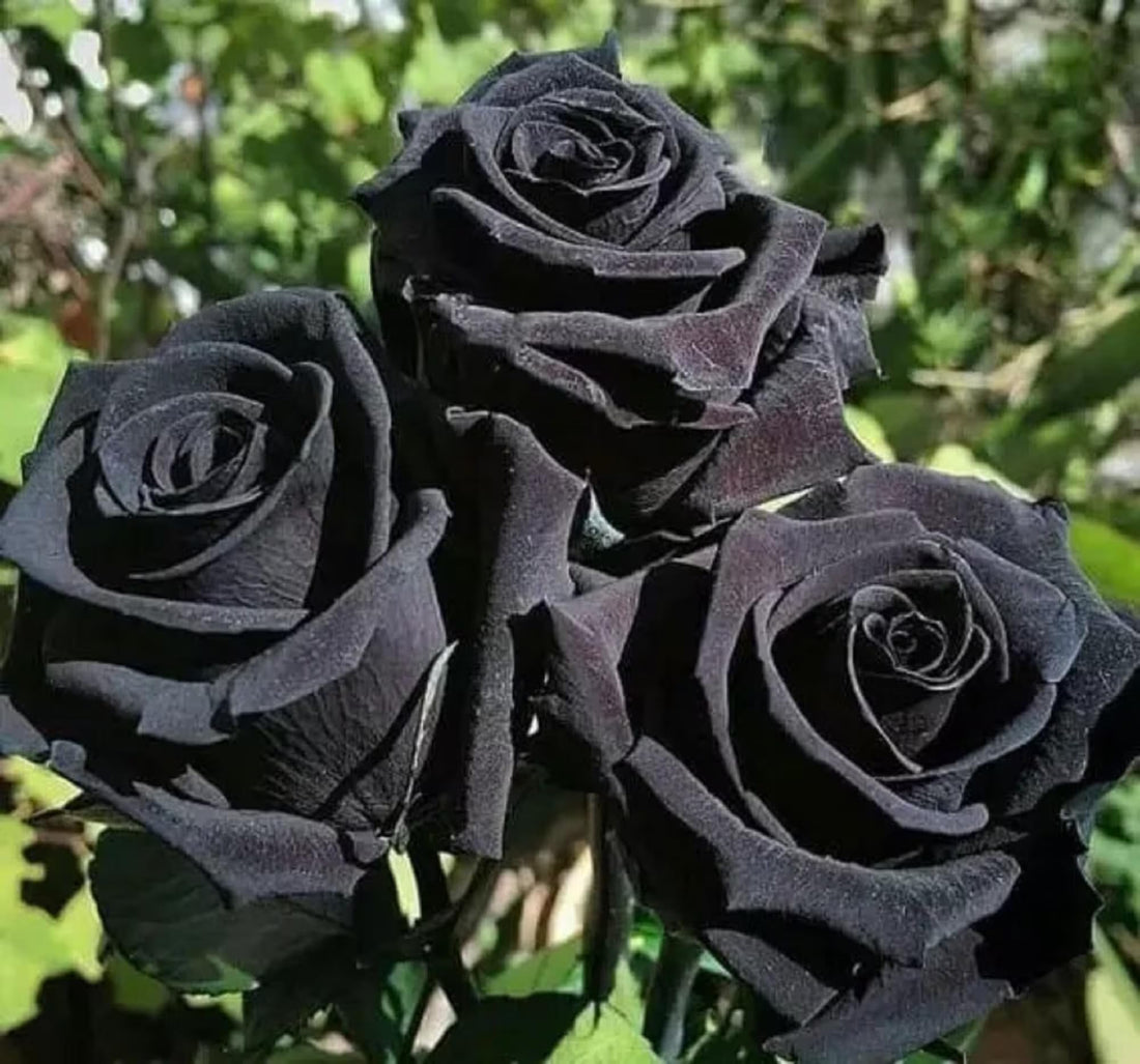 Black Rose flower seeds