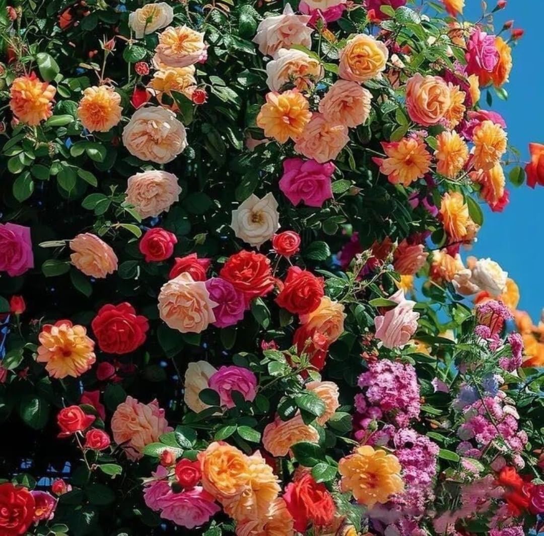 Colour Rose flower seeds