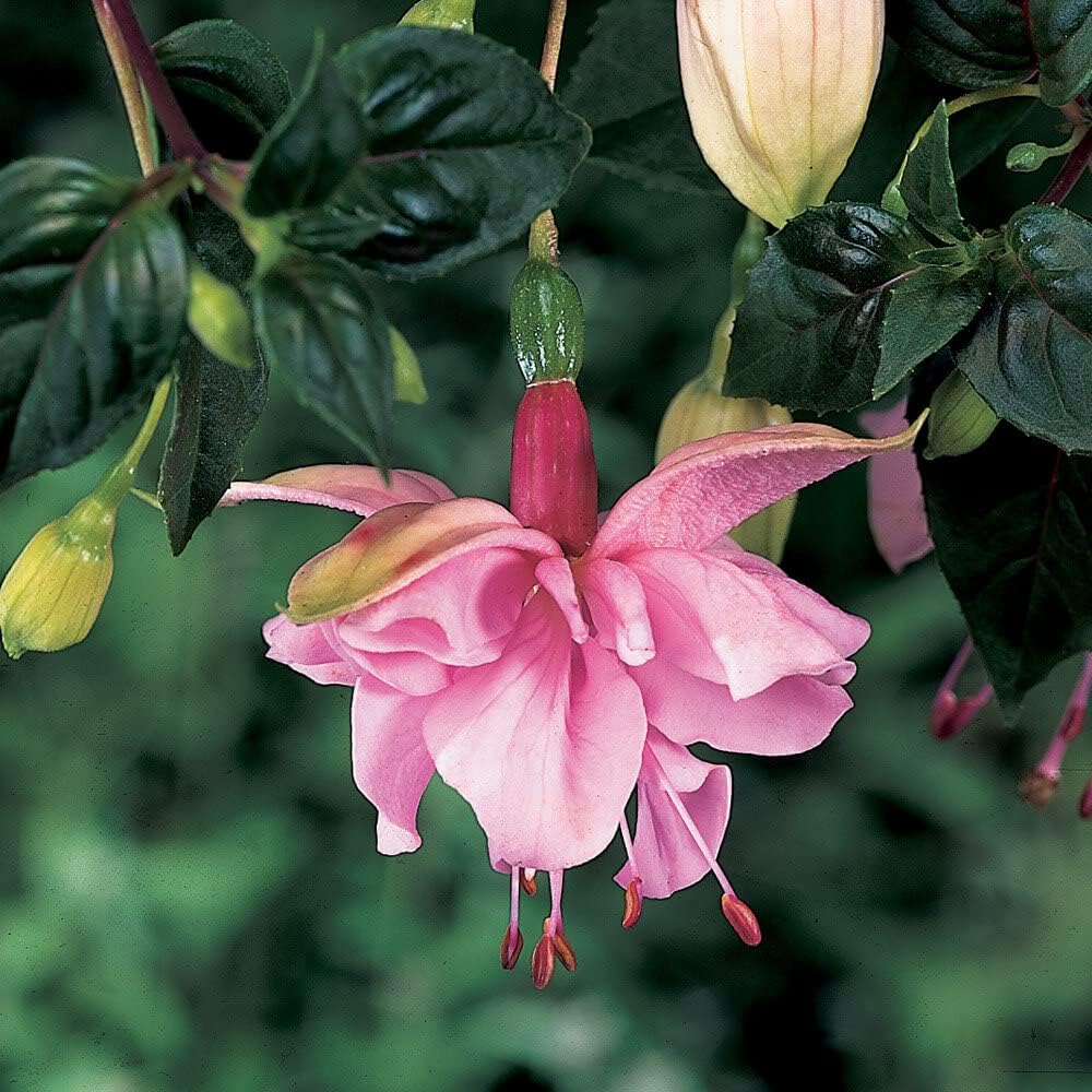 Fuchsia flower seeds