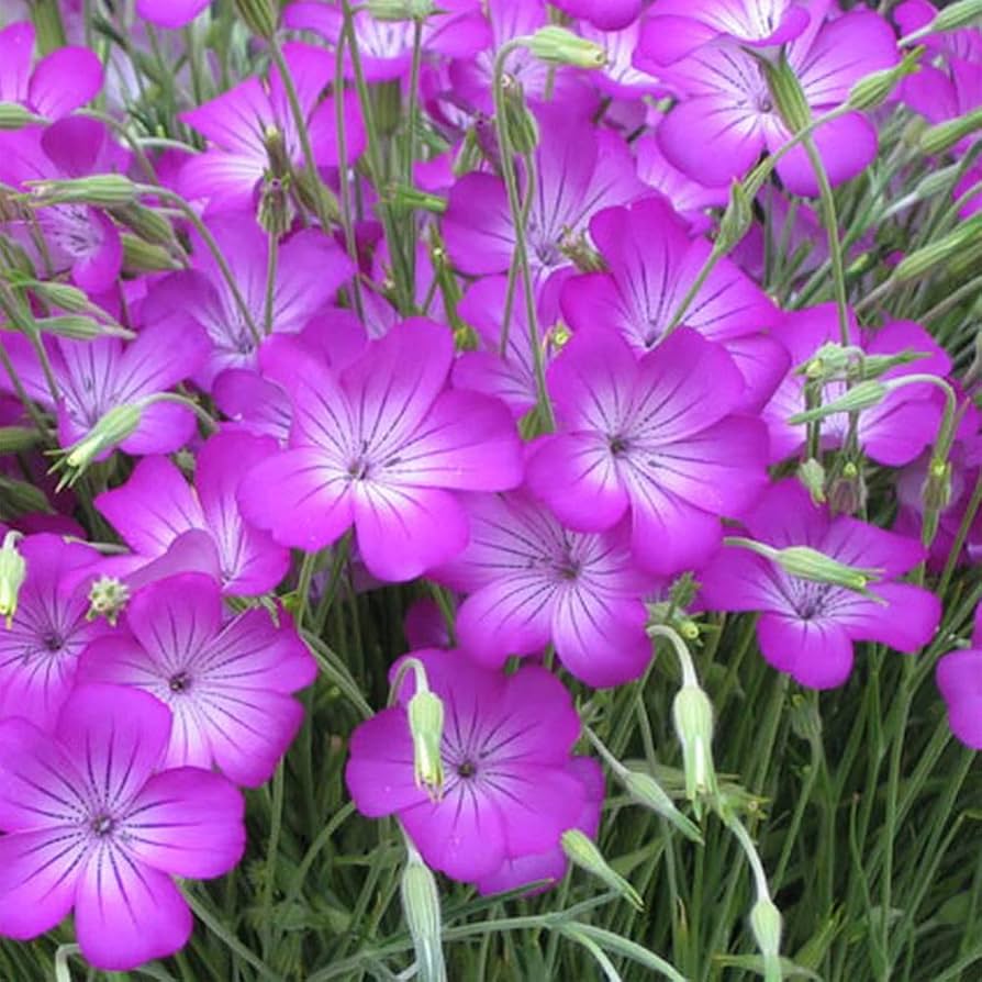 Rose Agrostemma flower seeds