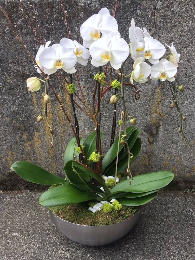 Phalaenopsis Orchid flower seeds