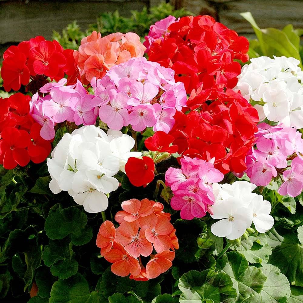 Geranium Pelargonium flower seeds