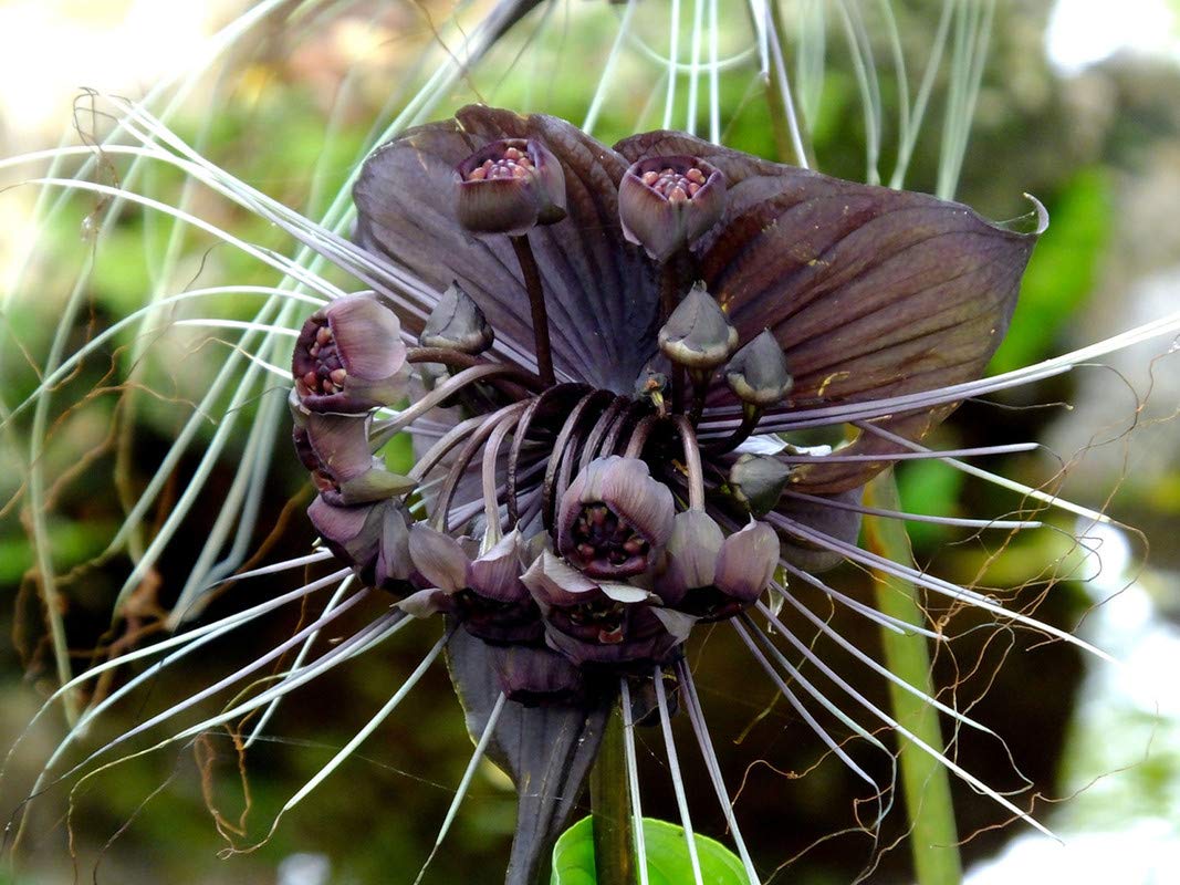 Water Grape flower seeds